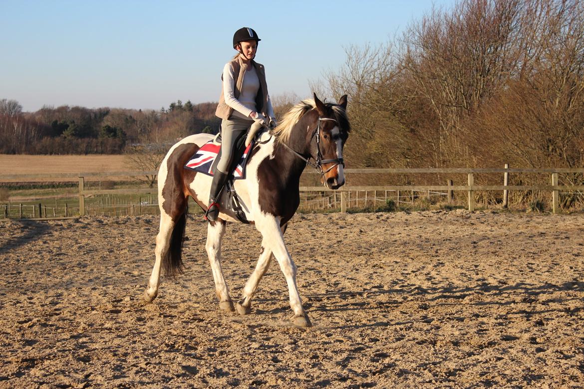 Pinto Enggaardens Jewel - Her redet af Kicki. billede 12