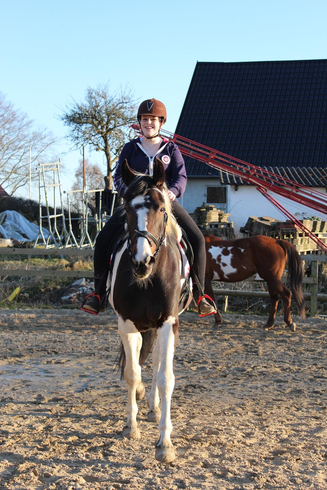 Pinto Enggaardens Jewel billede 14