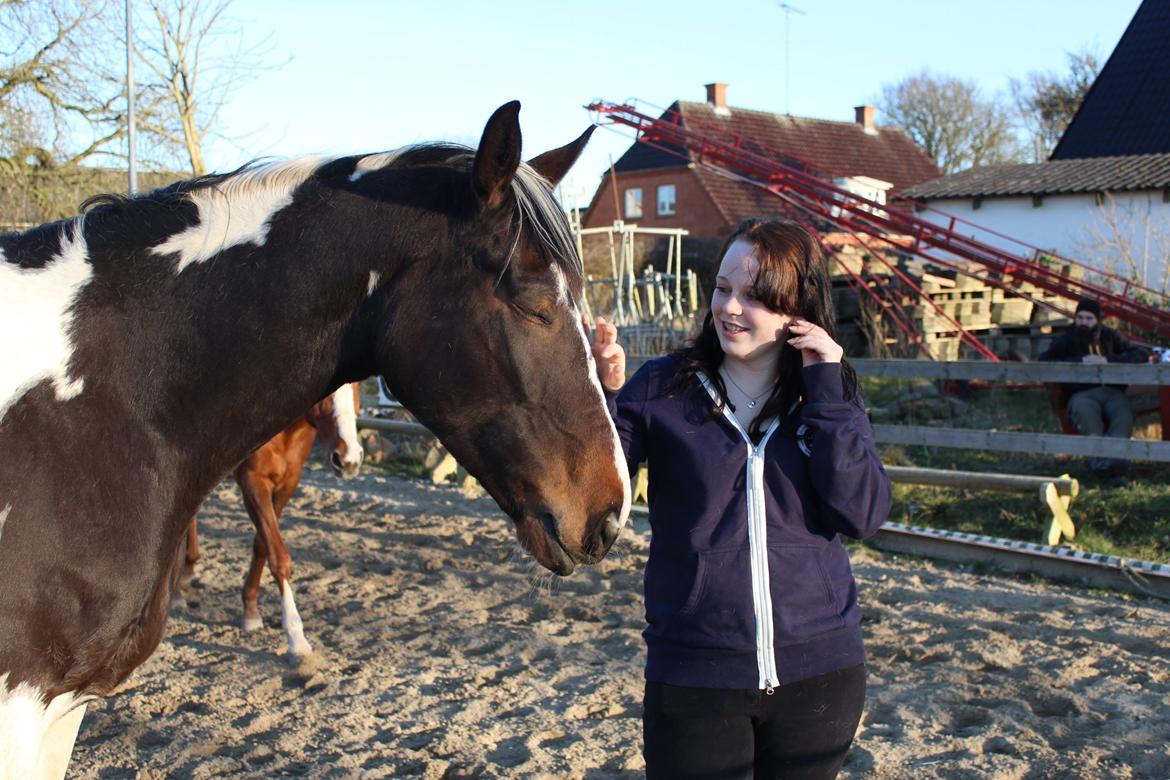 Pinto Enggaardens Jewel billede 16