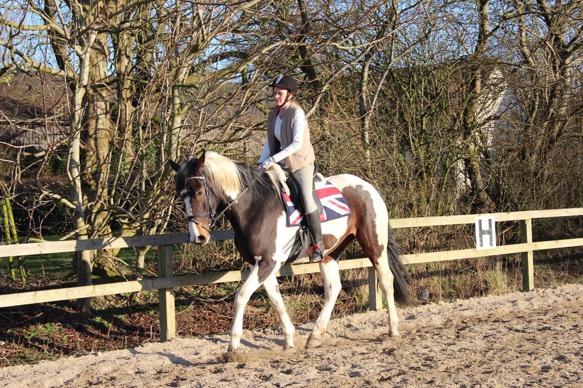 Pinto Enggaardens Jewel - Her redet af Kicki.  billede 8