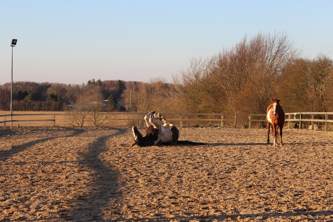 Pinto Enggaardens Jewel billede 17