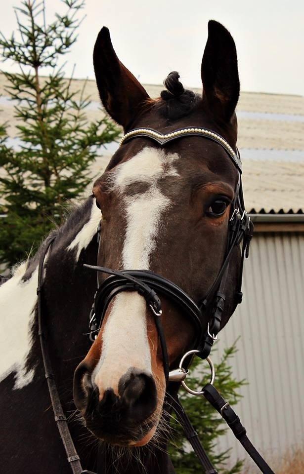 Pinto Enggaardens Jewel billede 1