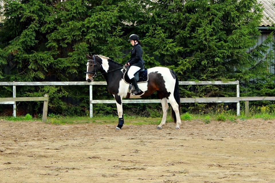 Pinto Enggaardens Jewel billede 13