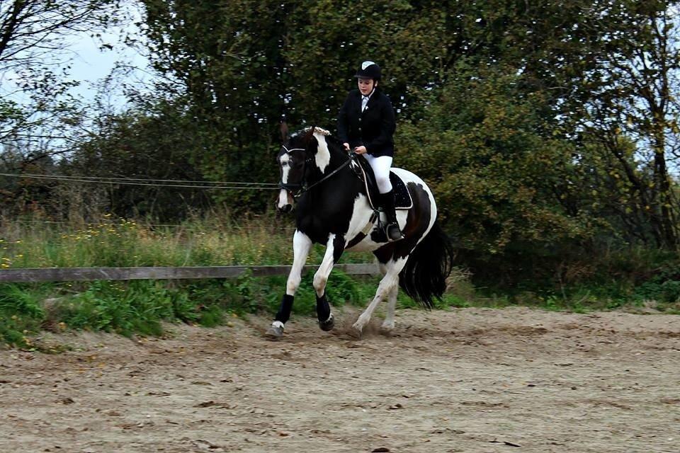 Pinto Enggaardens Jewel billede 6