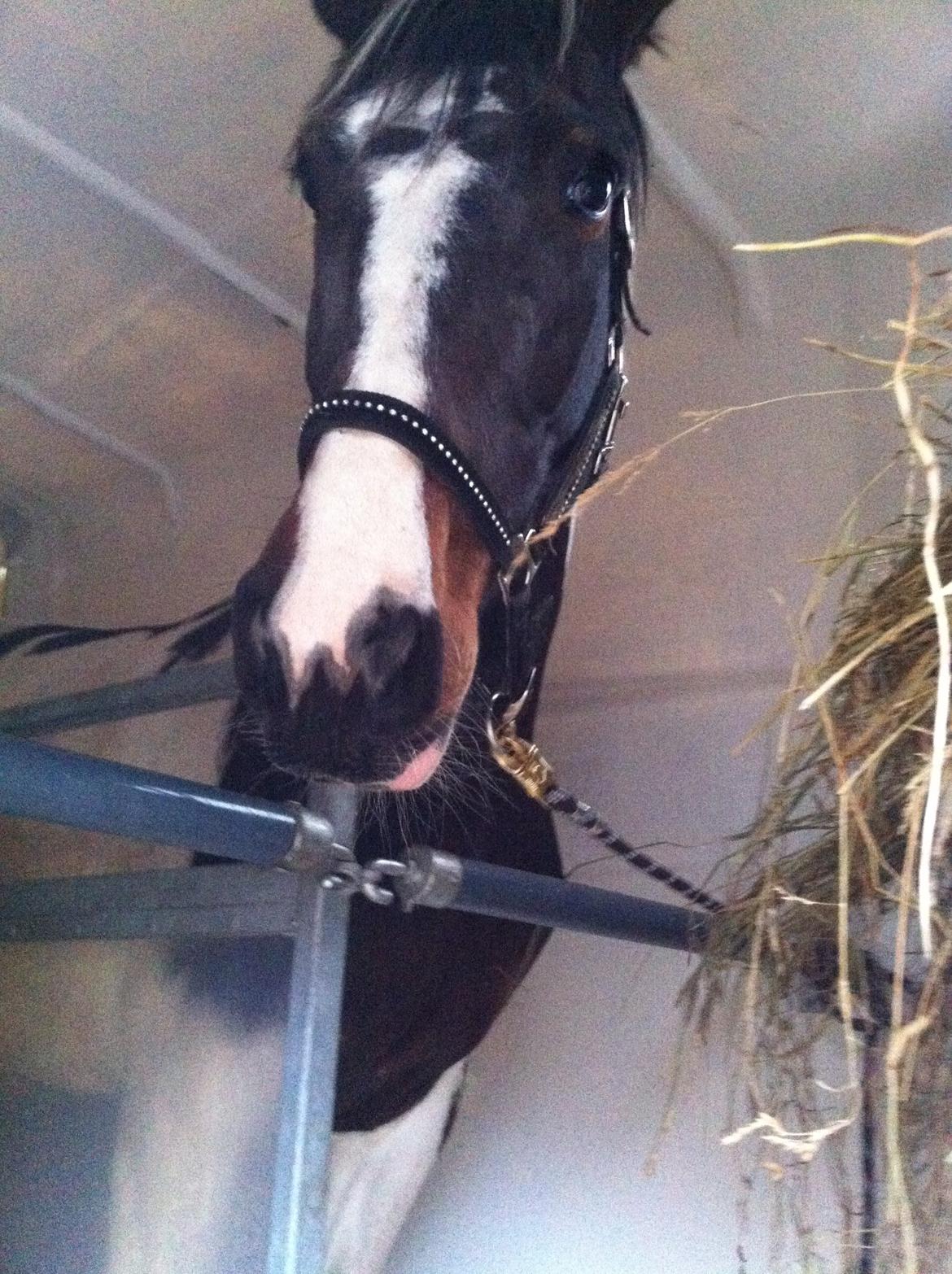 Pinto Enggaardens Jewel billede 9