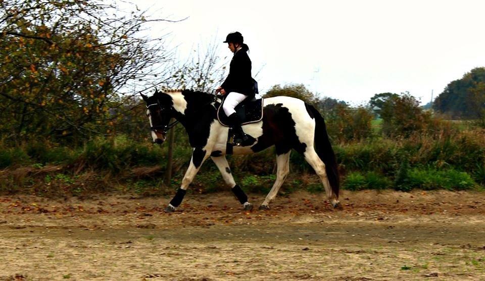 Pinto Enggaardens Jewel billede 5