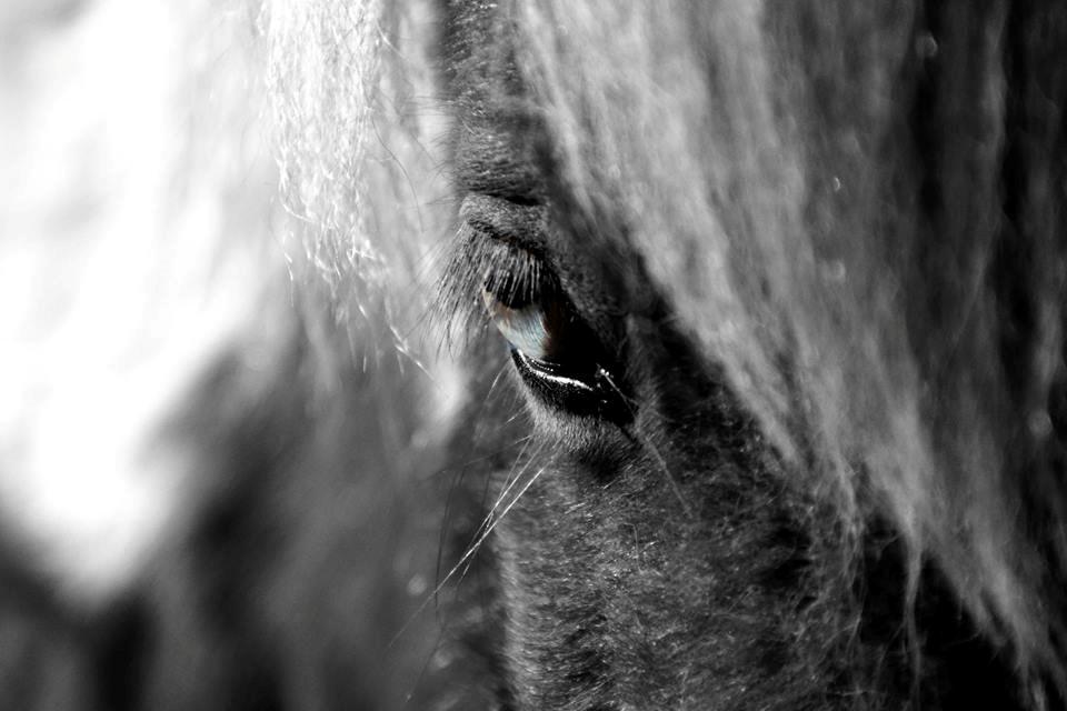 Shetlænder Haabet´s My Spot billede 20