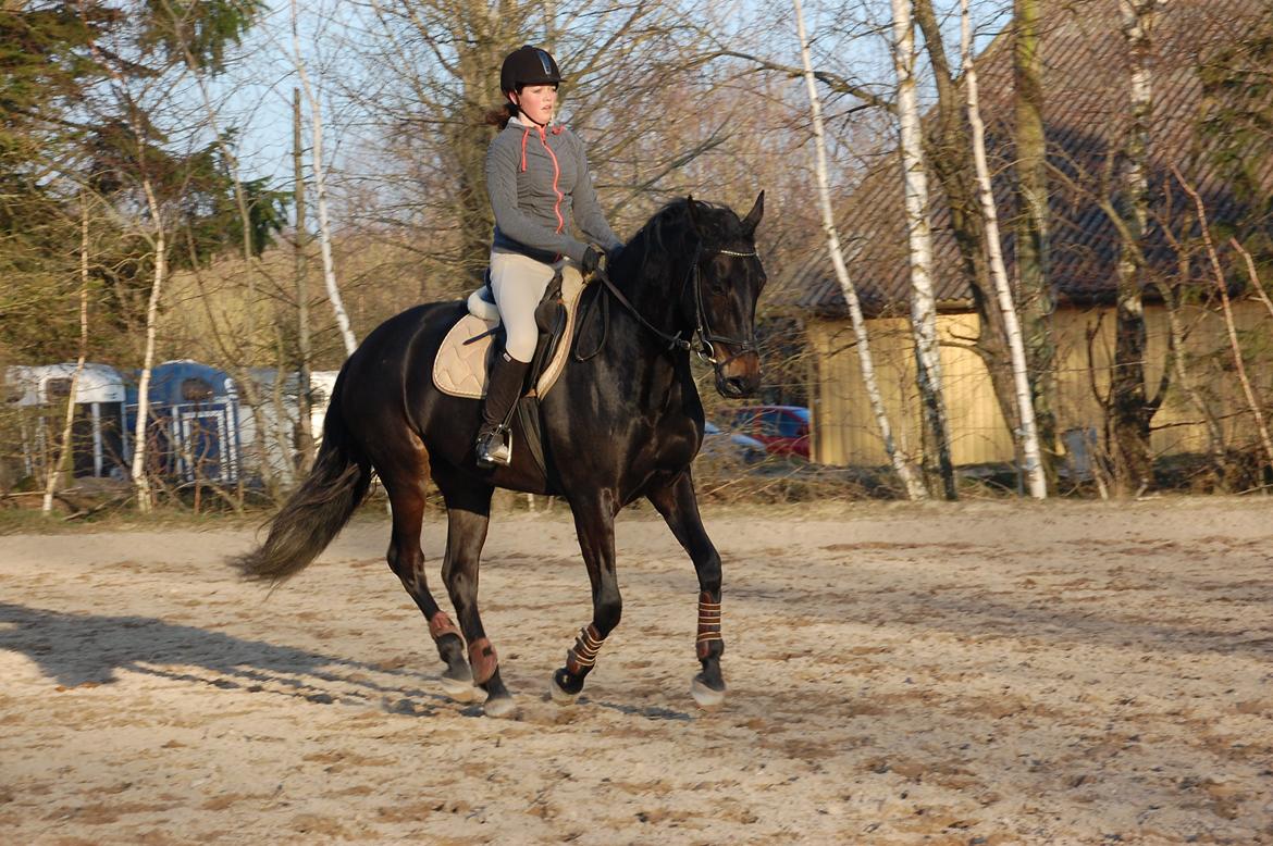 Oldenborg Kirsebærgaardens Cayenne billede 4