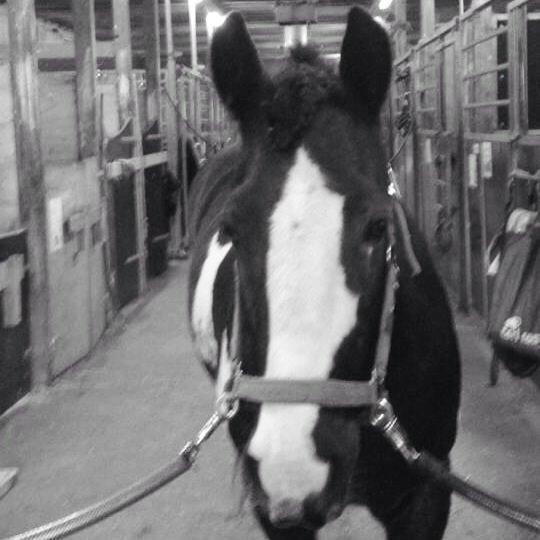 Tinker Toby (den bedste) billede 12