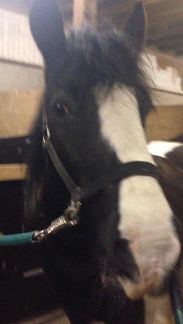 Tinker Toby (den bedste) billede 13