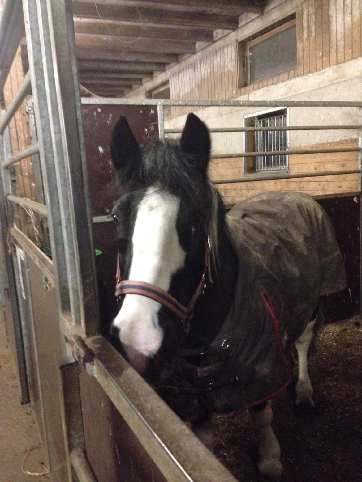 Tinker Toby (den bedste) billede 14