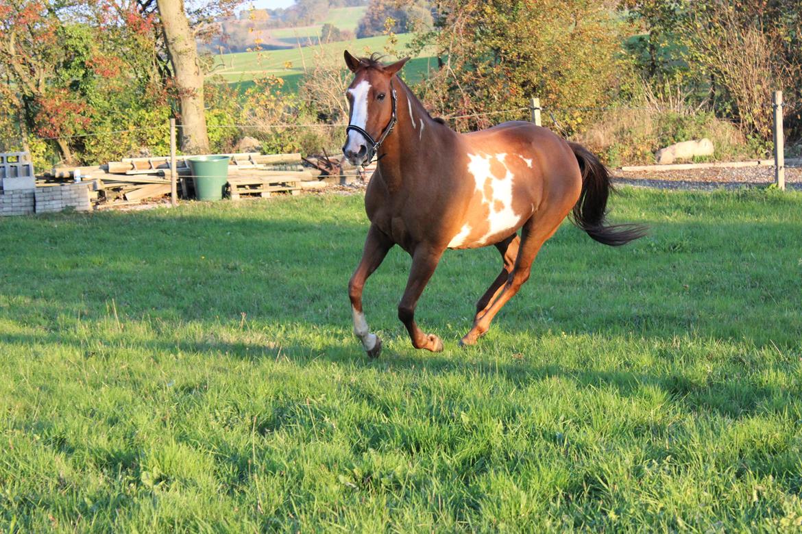 Pinto Sasha billede 2