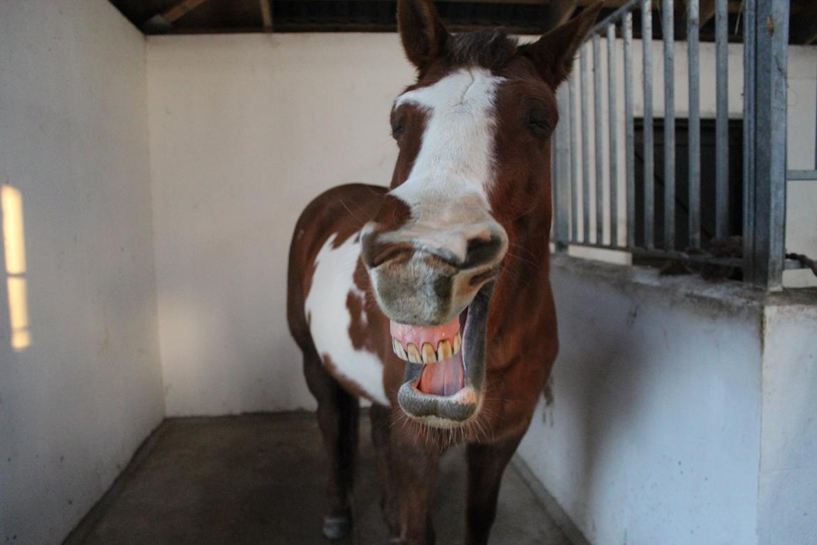 Pinto Sasha billede 3