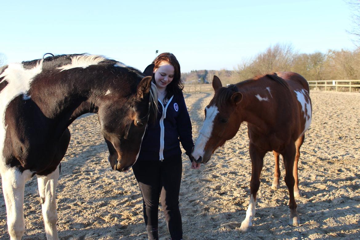 Pinto Sasha billede 4