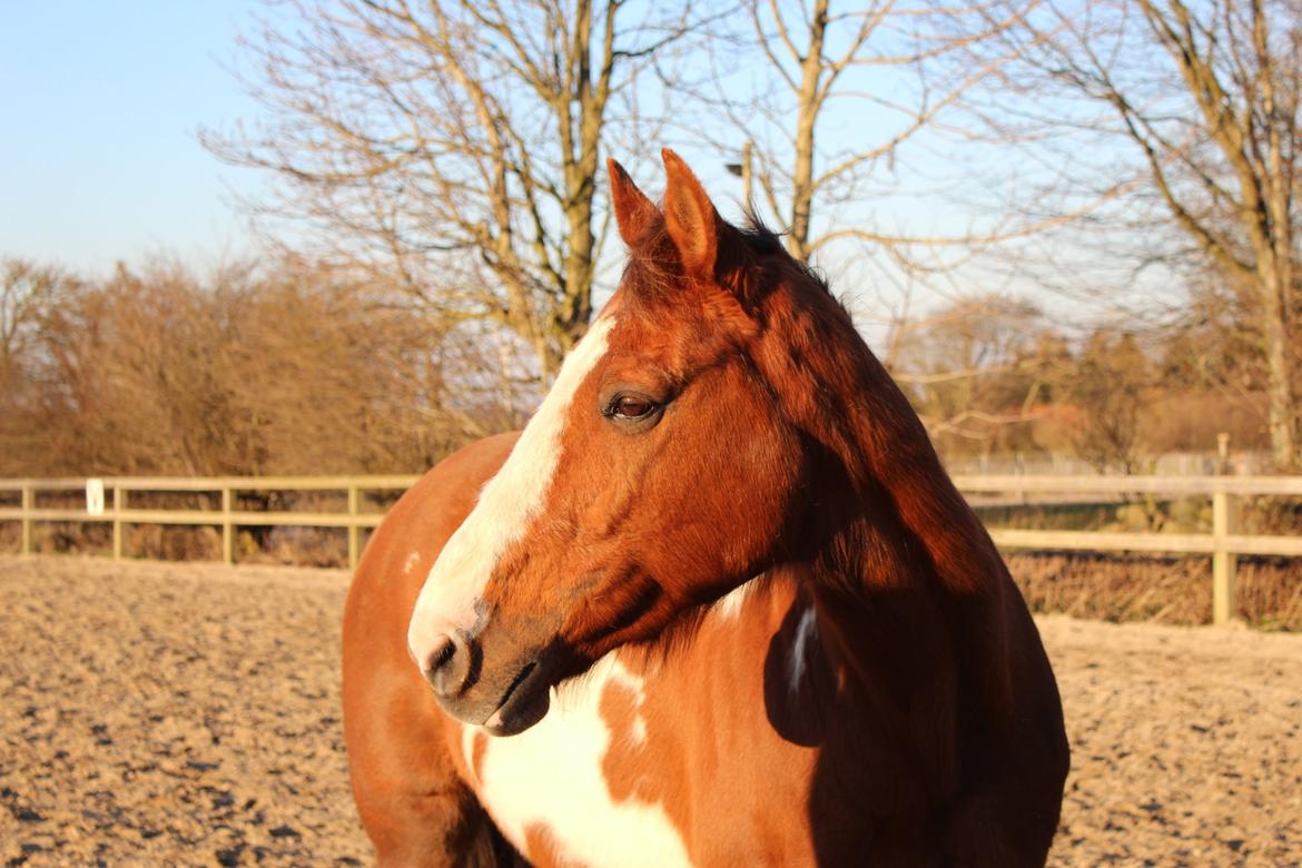 Pinto Sasha billede 1