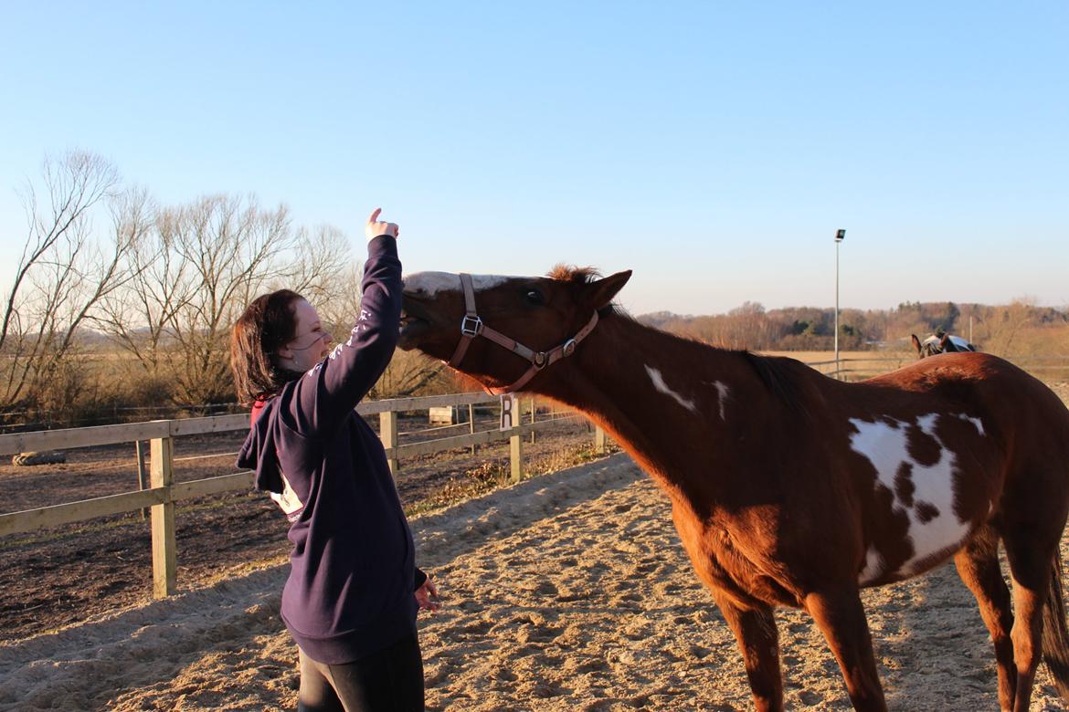 Pinto Sasha billede 5