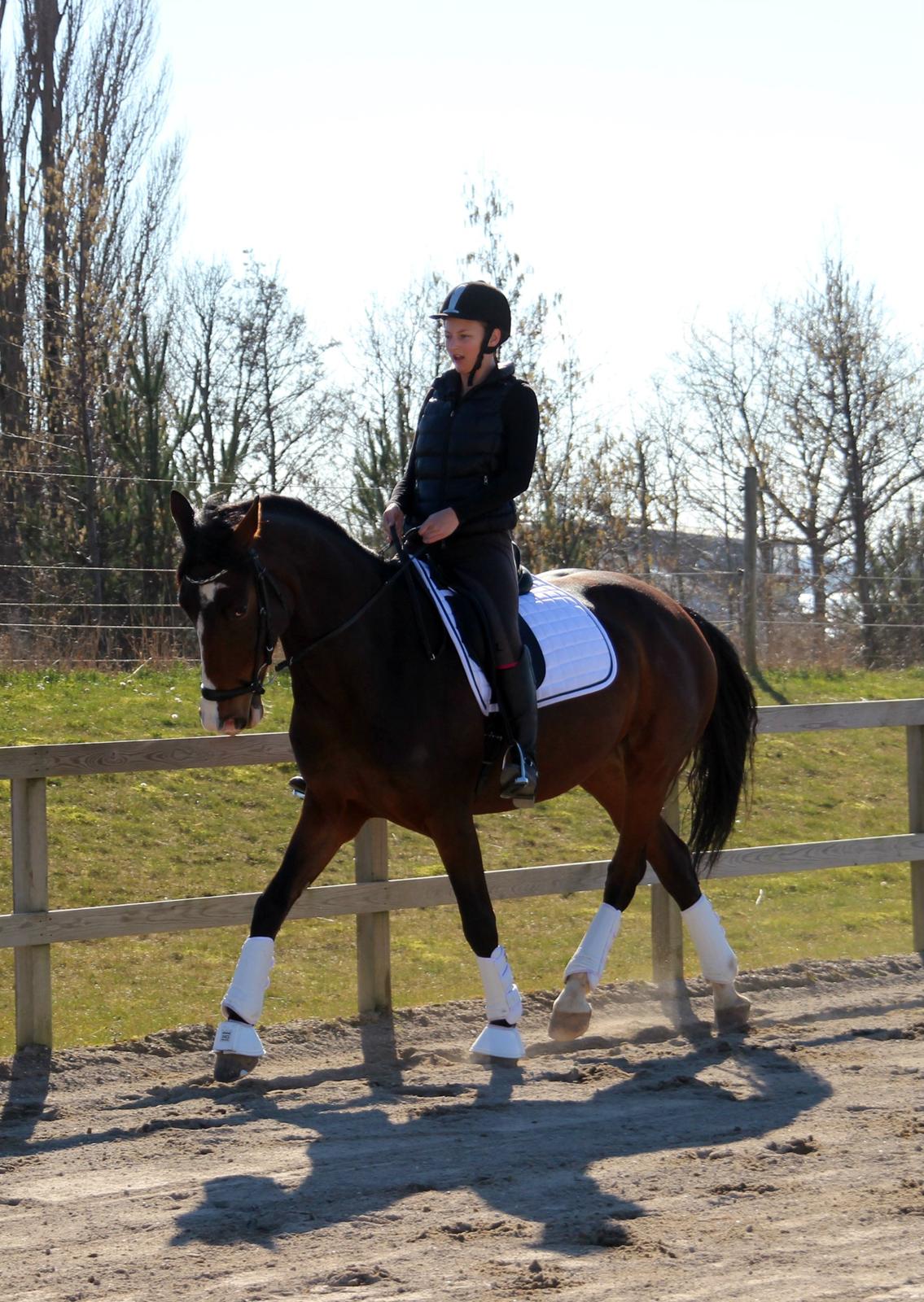 Dansk Varmblod Frydenssangs Altesse billede 1