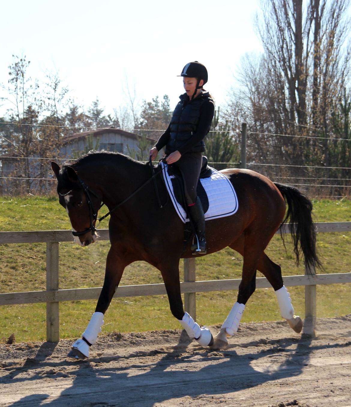 Dansk Varmblod Frydenssangs Altesse billede 2