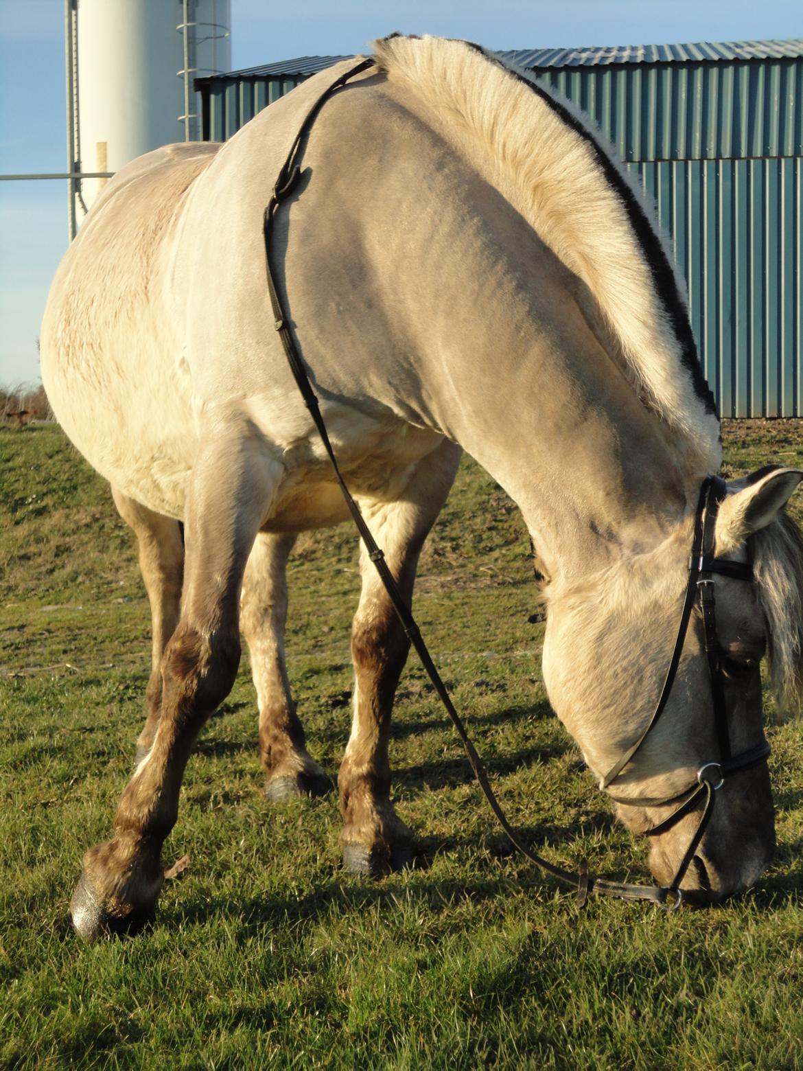 Fjordhest Anja<3 (My Soulmate<3).             (Solgt) billede 17