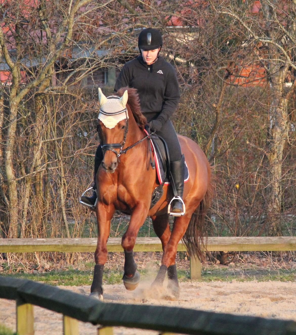 Hannoveraner Selena billede 30