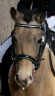 Anden særlig race Bonni - My little happy pony billede 1