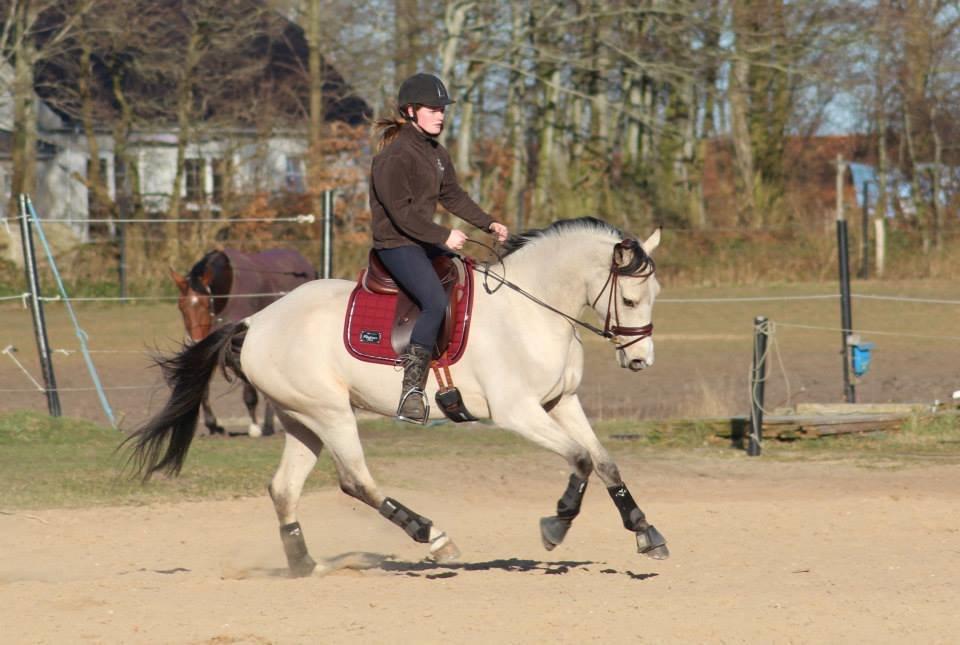 DSP Miss Midina Højgård - Damen i en dejlig galop! 13-03-14 billede 4