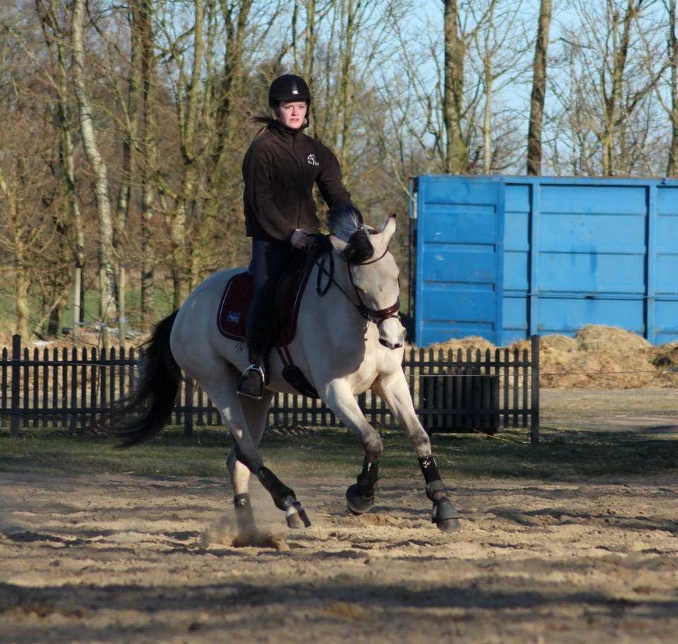 DSP Miss Midina Højgård - 13-03-14 billede 12