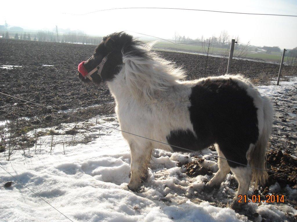 Anden særlig race Victoria billede 11