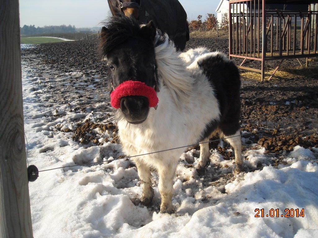 Anden særlig race Victoria billede 12