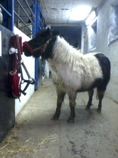 Anden særlig race Victoria billede 13