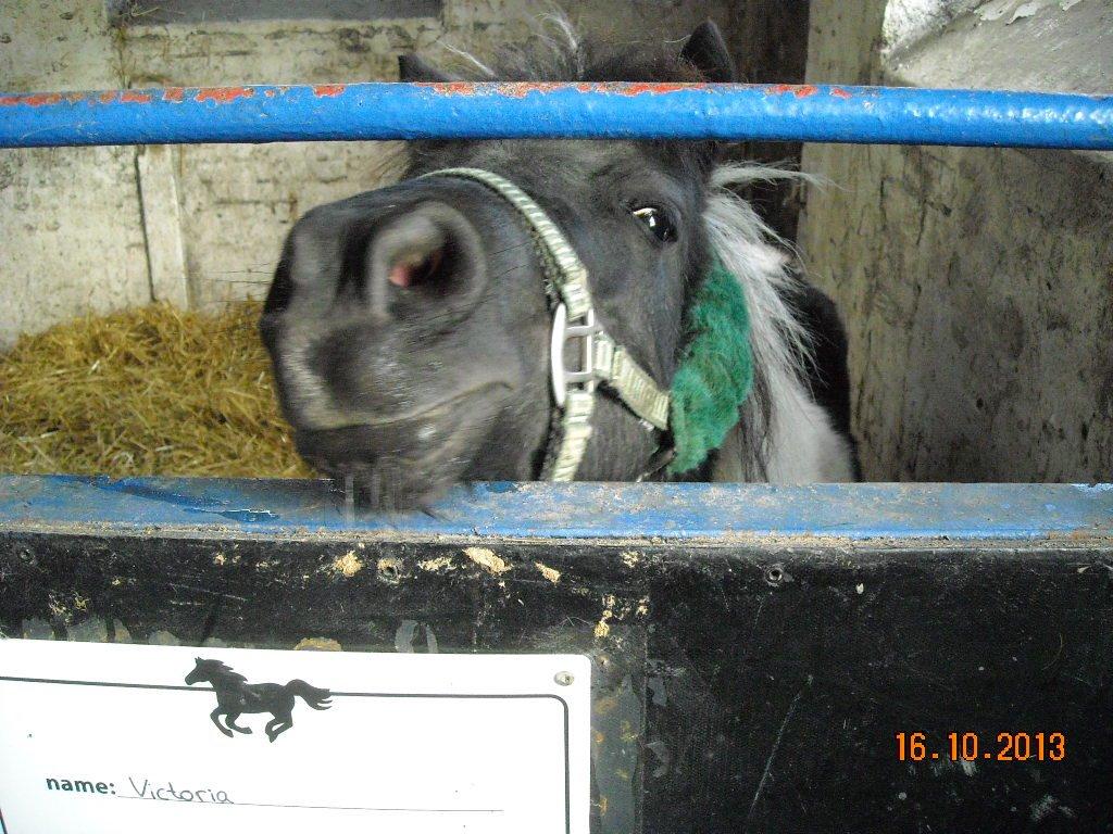 Anden særlig race Victoria billede 16