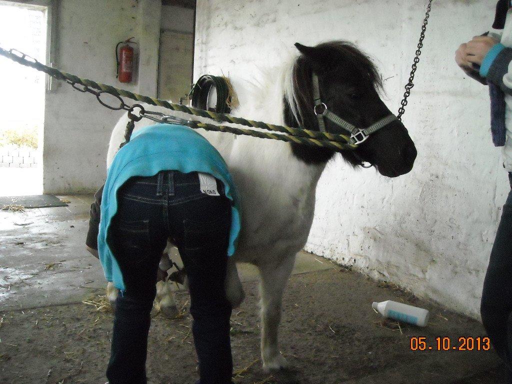 Anden særlig race Victoria billede 15