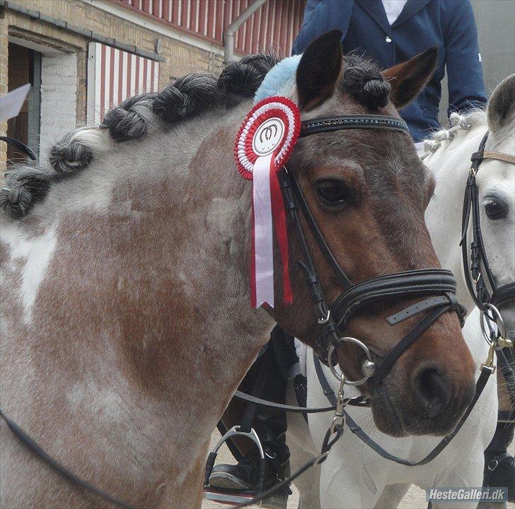 Anden særlig race Don Amigo SOLGT billede 6