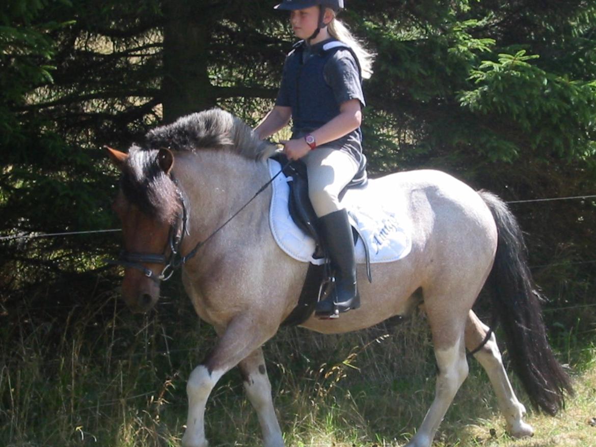 Anden særlig race Don Amigo SOLGT billede 44