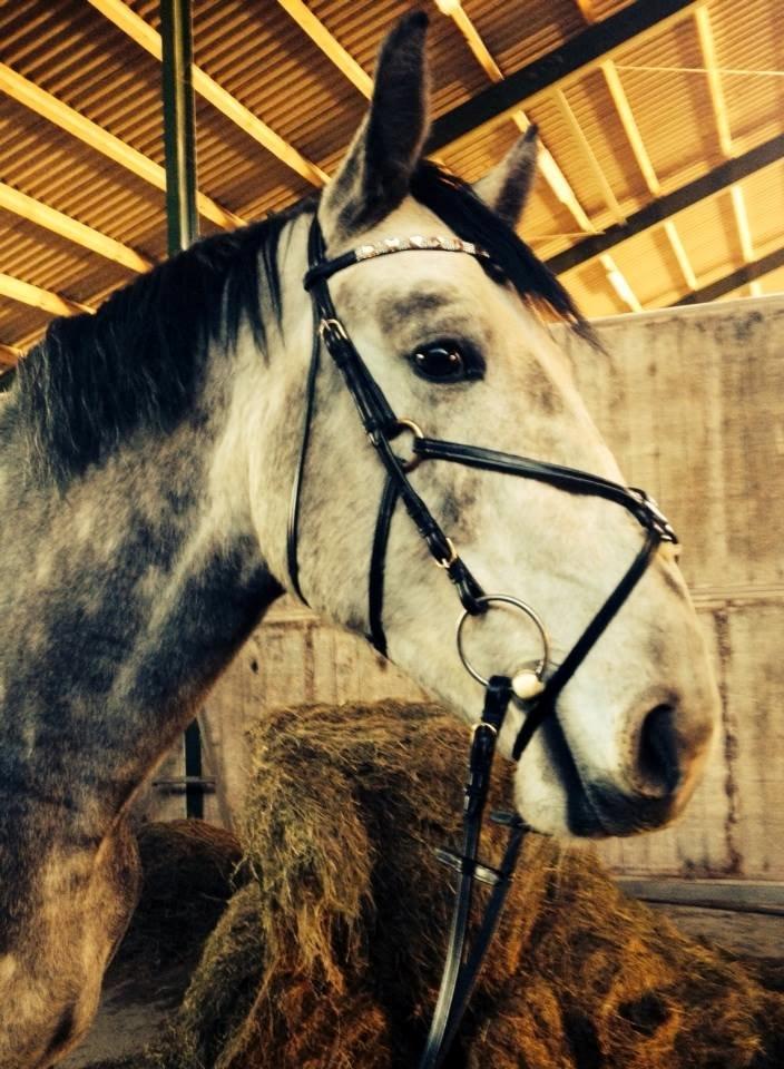 Anden særlig race C.G. Cool Cash - Dejlige Coolie med nyt bling ;) <3 billede 5