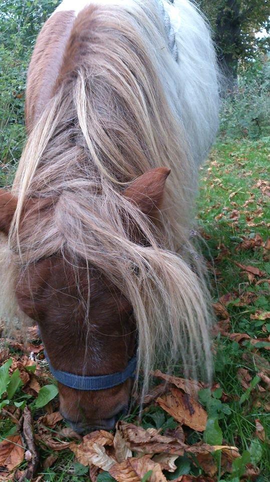 Shetlænder Tvebak - Efterårstur oktober 2013 billede 16