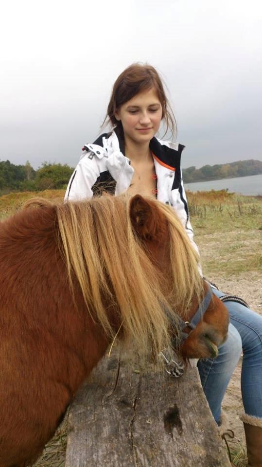 Shetlænder Tvebak - Hygge ved stranden, oktober 2013 billede 2