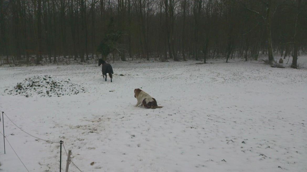 Shetlænder Tvebak - Tvebak ruller og klør mås efterfølgende... ;-) Januar 2014 billede 6