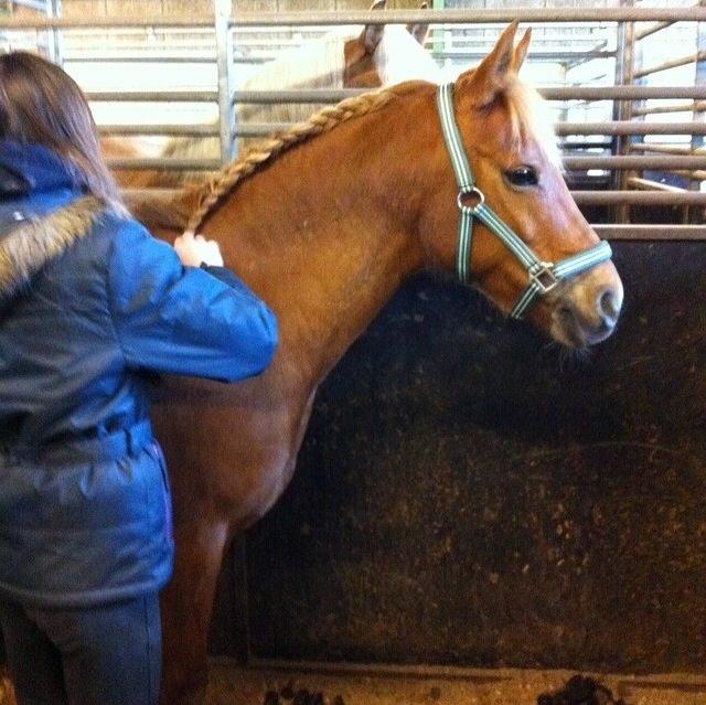 Anden særlig race Isadora billede 15