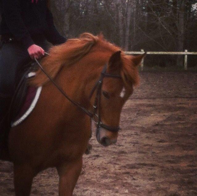 Anden særlig race Isadora billede 16