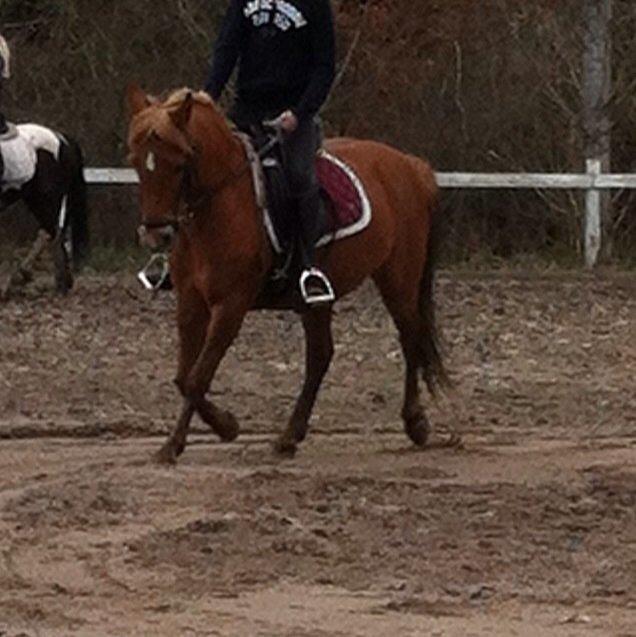 Anden særlig race Isadora billede 19