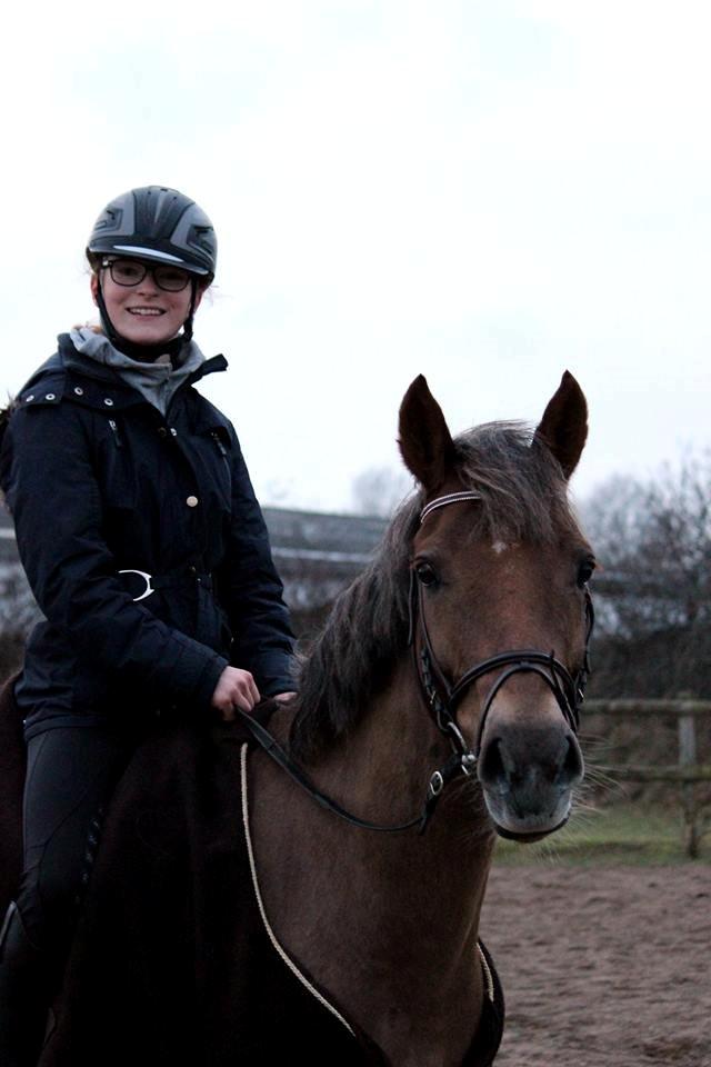 DSP Kærvangs GoldenFox billede 10