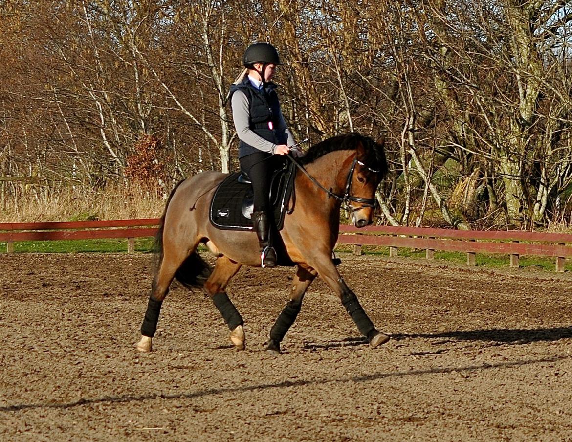 New Forest Max - ♥ billede 15