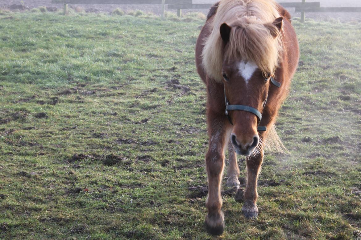 Islænder Tigla Fra Skuldnord - På folden :-P billede 2