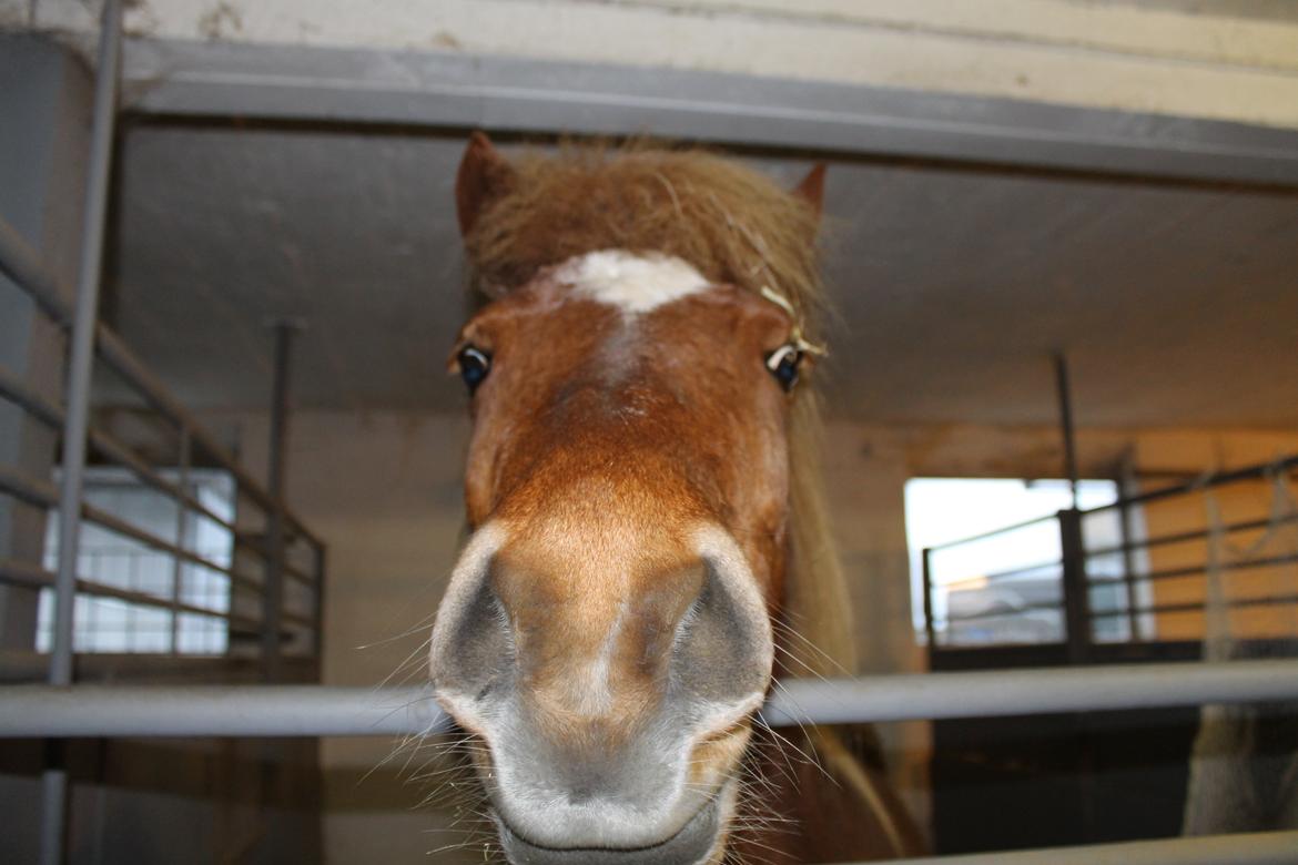 Islænder Tigla Fra Skuldnord - I boksen :) billede 4