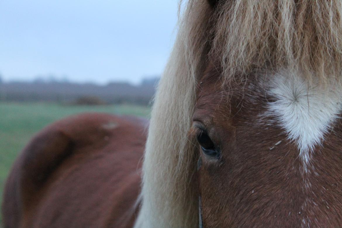 Islænder Tigla Fra Skuldnord - Tiiiiiiigla <3 billede 5