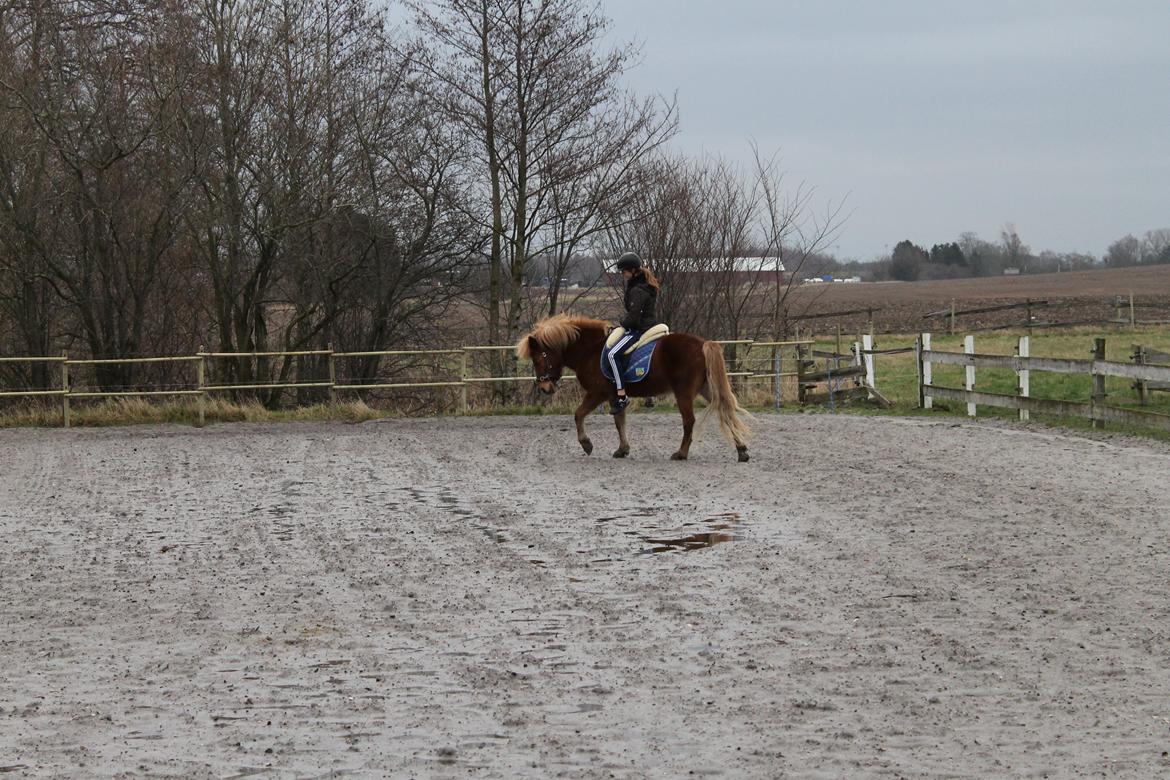 Islænder Tigla Fra Skuldnord - Ude og ride - med Sarah S. på ryggen :-) billede 6