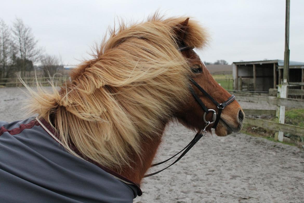Islænder Tigla Fra Skuldnord - Velkommen til Tiglas profil :-) billede 1