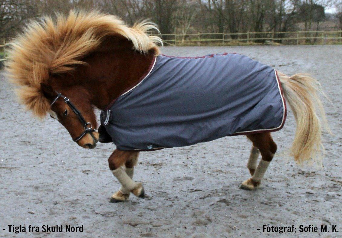 Islænder Tigla Fra Skuldnord - Supermodellen :-O billede 8