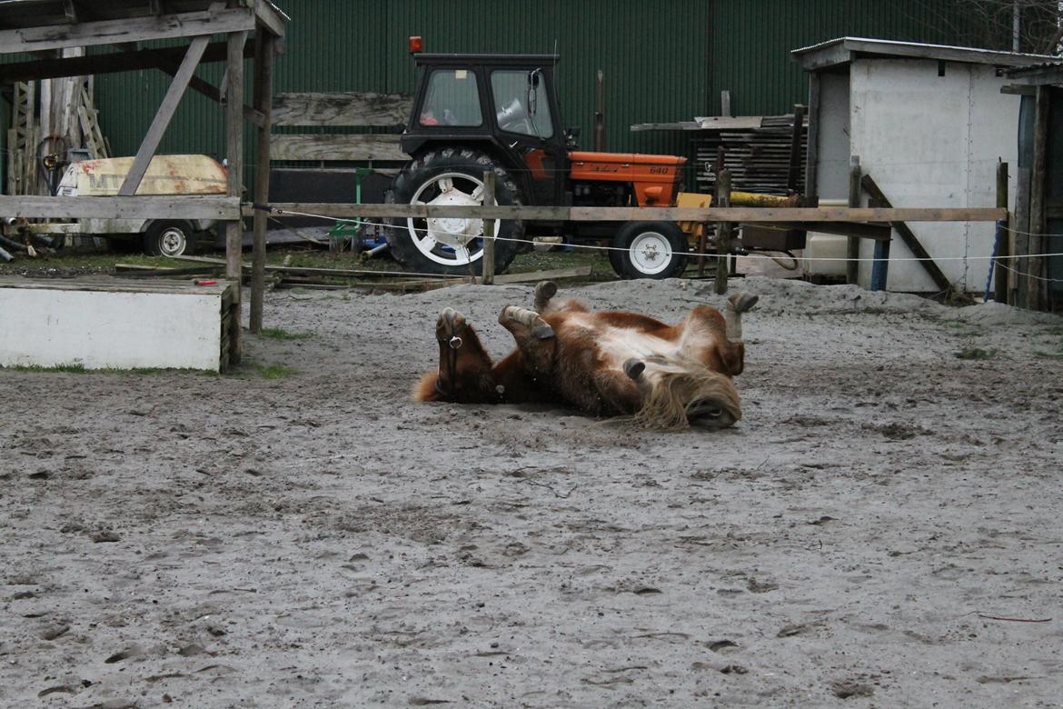 Islænder Tigla Fra Skuldnord - Efter ridningen er det da dejligt med en rulletur ;-) billede 7